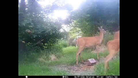 Deer Cam 08-07-2025 Playful Fawns Game Cam Trail Cam