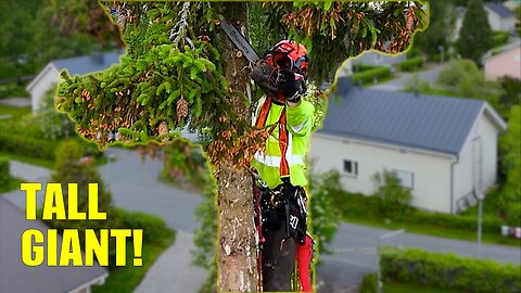 Climbing a Giant Spruce With No Crane – Would You Try This?