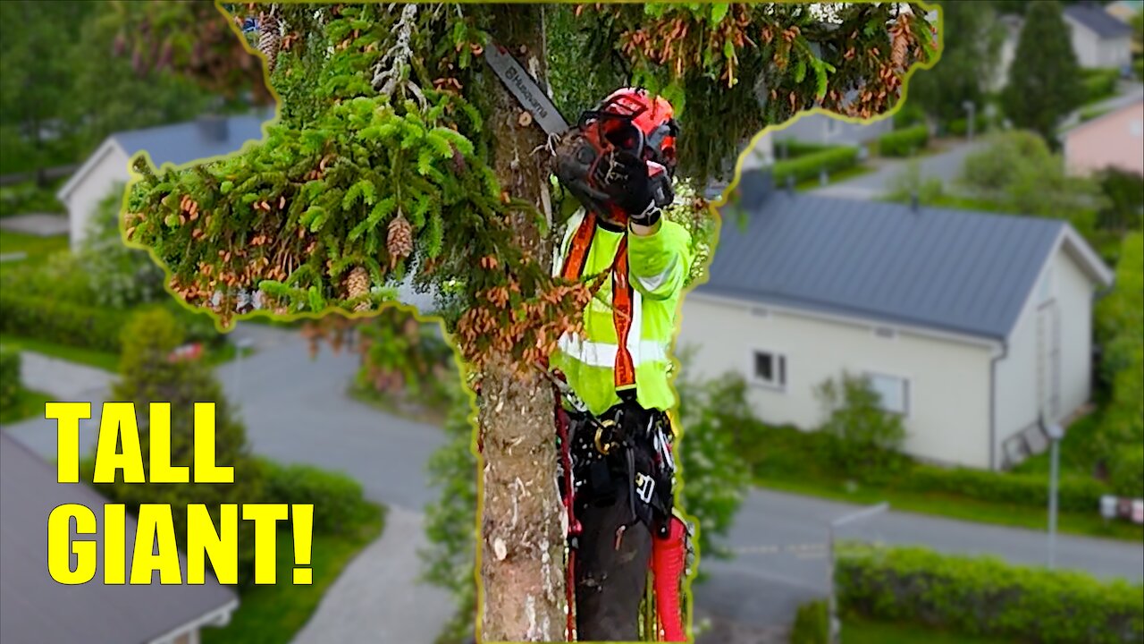 Climbing a Giant Spruce With No Crane – Would You Try This?