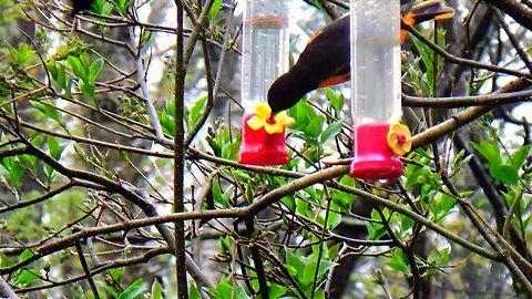 Oriole