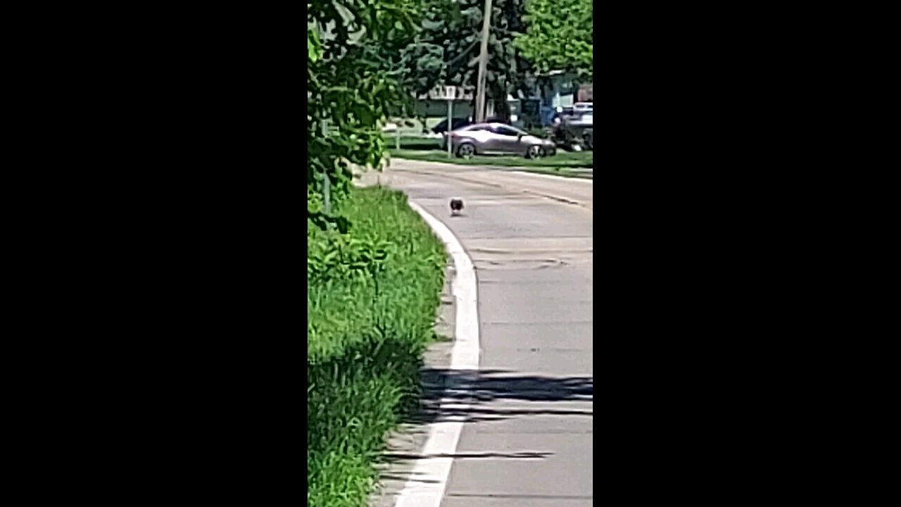 bird
