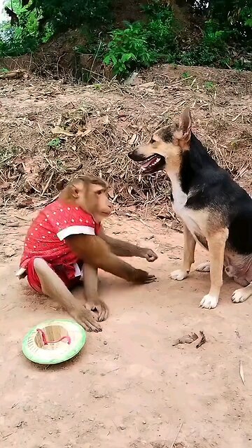 Monkey and dog#monkey #dog