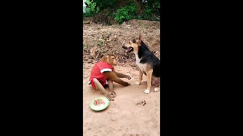 Monkey and dog#monkey #dog