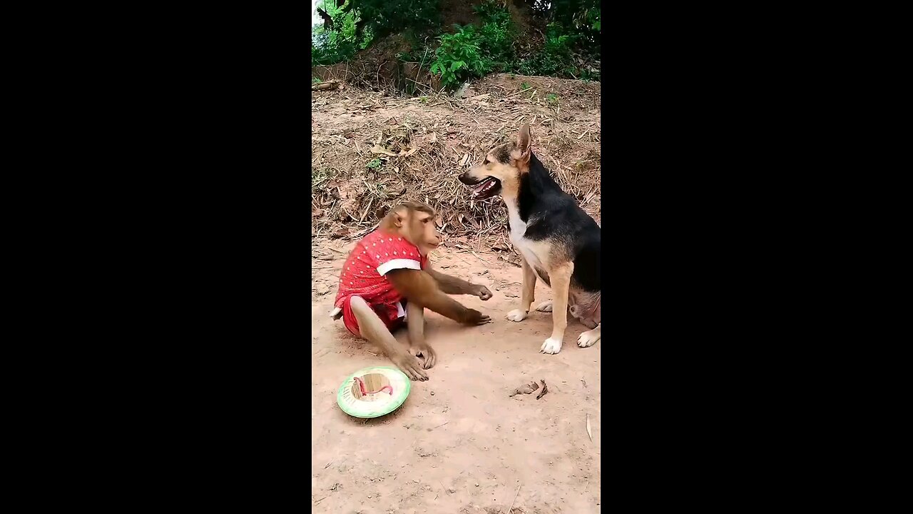 Monkey and dog#monkey #dog