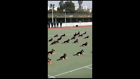#dogs #tranee #forces #talent #best #vlog #how to #target #viral