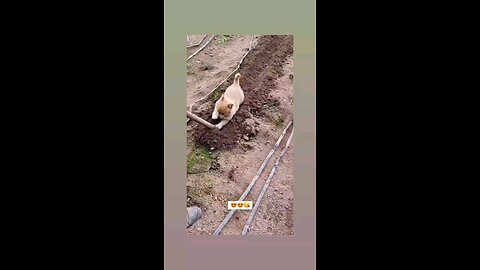 खुबसूरत शरारत