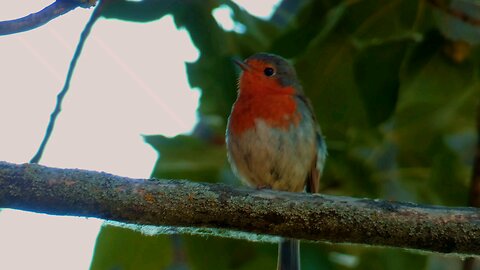 Birds flying video ||Relaxing video ||Satisfying video ||birds scenes ♥️ ||loveliest birds flying 😀
