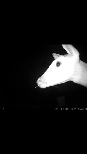 Deer Cam Photos Taken In 2022. Buck In Velvet, Doe With Fawns, Birds. Game Cam Trail Camera