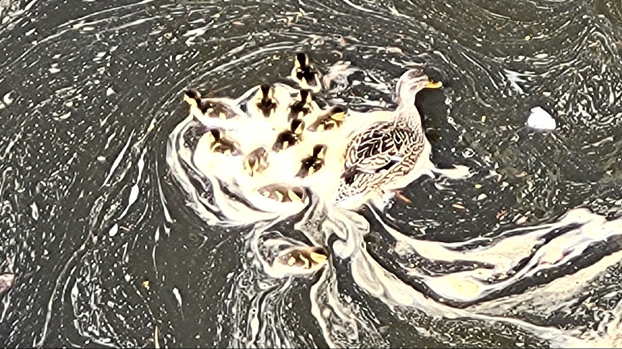 Mallard Ducklings