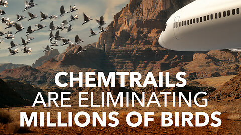 Chemtrails Are Eliminating Millions Of Birds