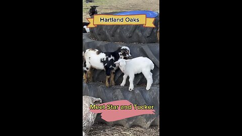Meet Star and Tucker, two cute and cuddly baby goats.