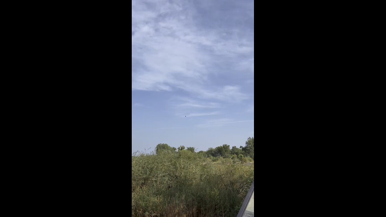 soaring bird