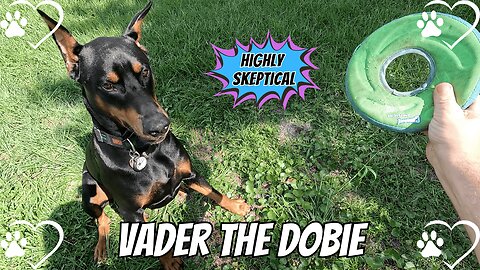 Doberman vs. Dad: Backyard Frisbee Frenzy! 🥏🔥