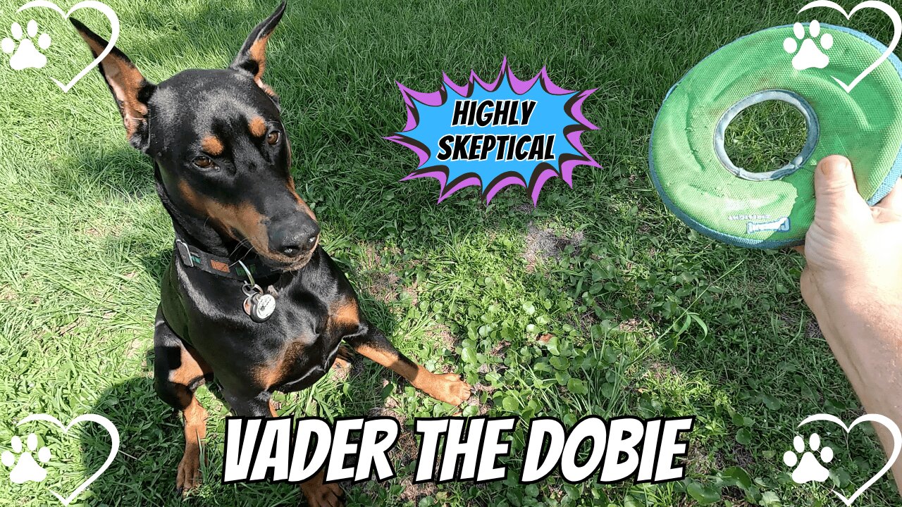 Doberman vs. Dad: Backyard Frisbee Frenzy! 🥏🔥