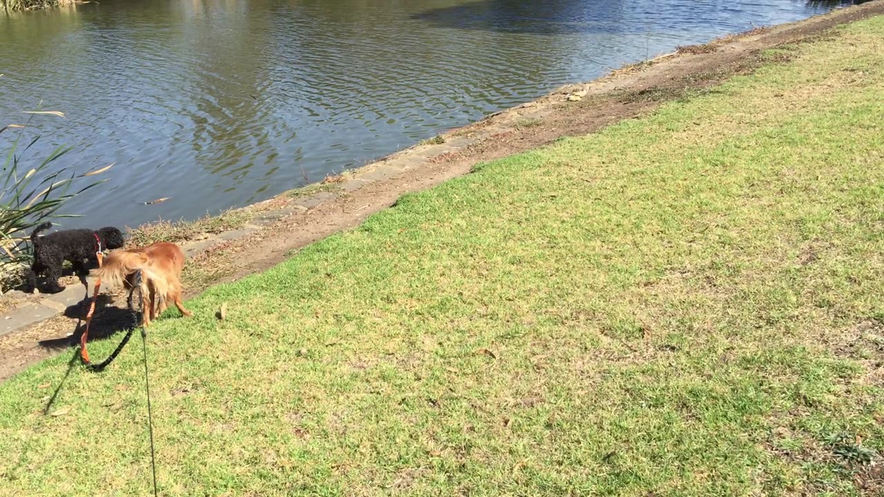 Lakeside - 5 Geelong Australia