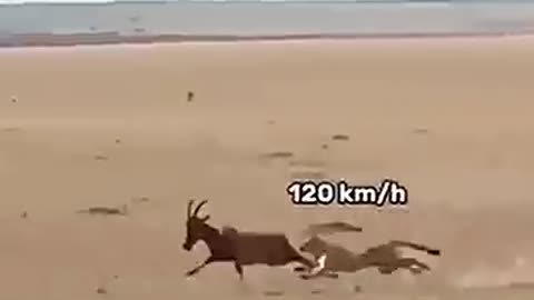 Incredible: cheetah speed vs topi #trending #animals #wildlife #cheetah #topi #y