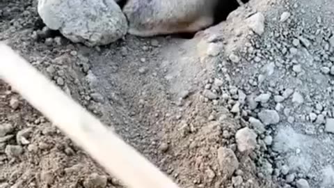 Funny videos 😂 of mouse 🐀🐁