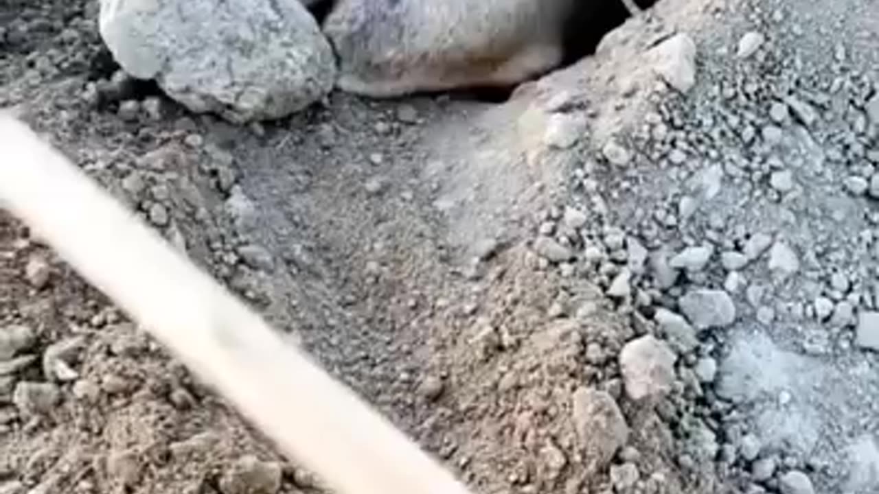 Funny videos 😂 of mouse 🐀🐁