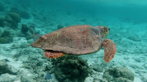 Turtle1