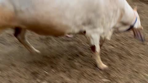 Angry cow