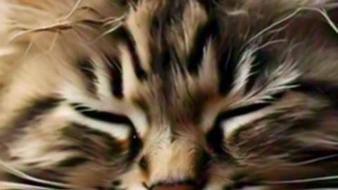 Purrfect Silence: The Art of Cat Animation