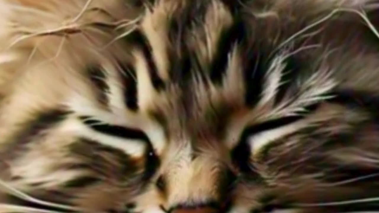 Purrfect Silence: The Art of Cat Animation