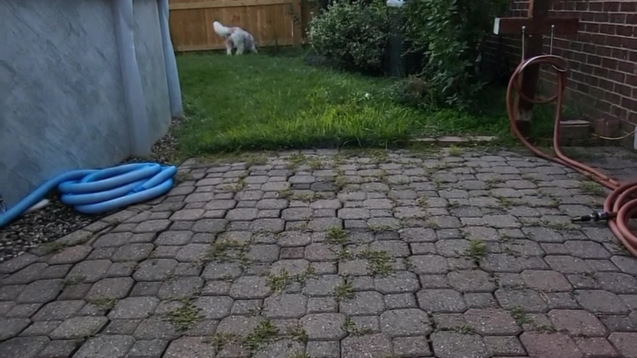 Bosco after his can of Monster