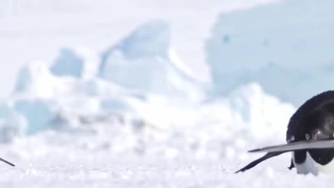 Penguin race