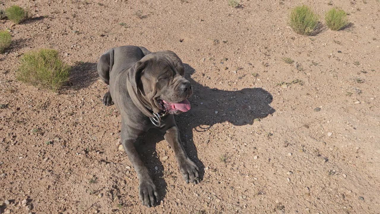 Show and tell: 1/4 mile down/stay dog obedience