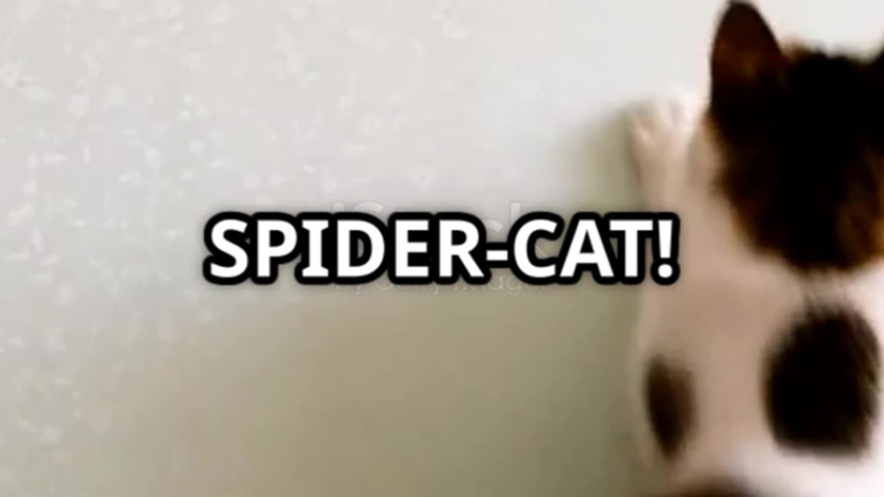 โWhen Your Cat Thinks It's Spider-Man ๐๐พโ
