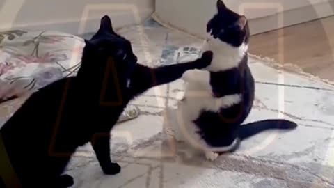 Funny video