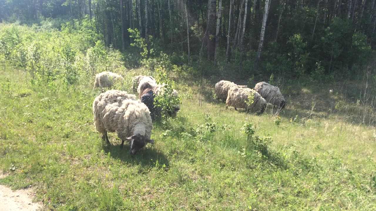 Hanging with the Sheep