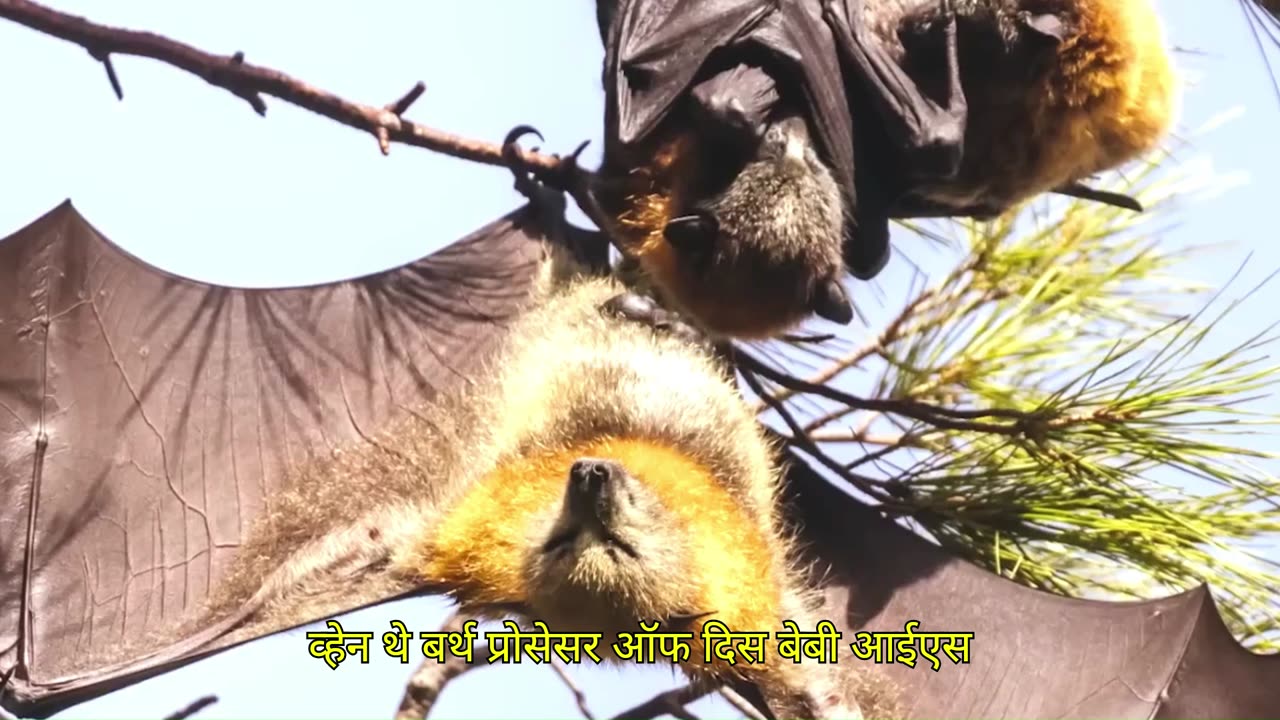 The life cycle of bats.