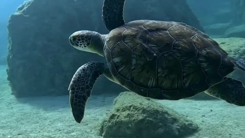 Animal animals aquatic