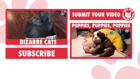 Funny videos