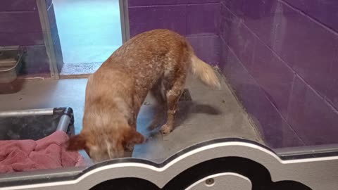 Bingo's hunger faded & he became ~withdrawn_20250718_761