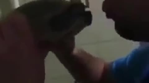 french kissing ninja turtle
