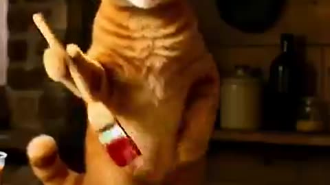 Orange cat