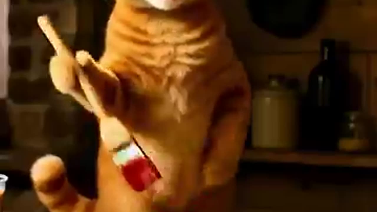 Orange cat