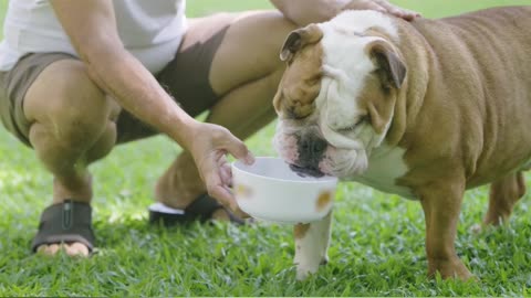 Automatic Pet Feeder: Smart Food Dispenser for Cats and Dogs