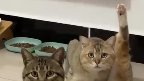 If you are watching this video, know that God has made you the guardian angel of a hungry cat💝