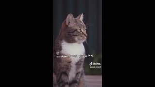 Daddy Goat 24/7 - Out Of Context Memes & Videos