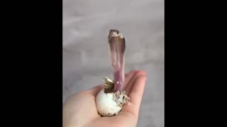 Daddy Goat 24/7 - Out Of Context Memes & Videos