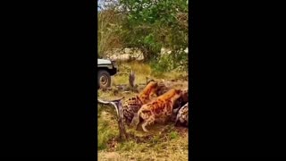 Daddy Goat 24/7 - Out Of Context Memes & Videos