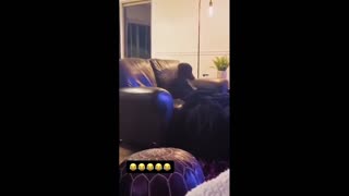 Daddy Goat 24/7 - Out Of Context Memes & Videos