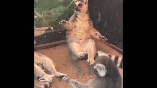 Daddy Goat 24/7 - Out Of Context Memes & Videos