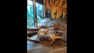 Daddy Goat 24/7 - Out Of Context Memes & Videos