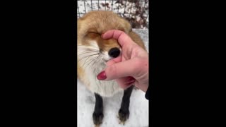 Daddy Goat 24/7 - Out Of Context Memes & Videos