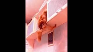 Daddy Goat 24/7 - Out Of Context Memes & Videos