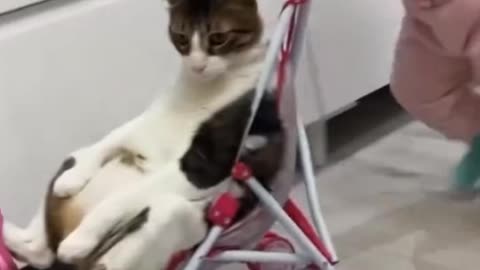 Cat &baby